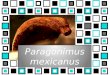 Paragonimus mexicanus