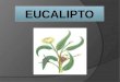 Presentacion de ciencias del eucalipto