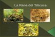 La rana del titicaca