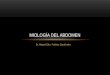 Miología del abdomen
