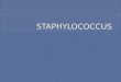 Tema 14 staphylococcus