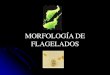 Morfologia de flagelados y ciliados
