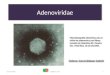 Adenoviridae. 1.1