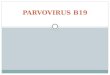 Parvovirus b19, citomegalovirus.epsstein barr