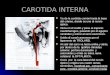 5. Arteria Carotida Int