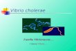 Clase vibrio cholerae2012