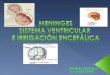 mariela mijares tarea 6, meninges, sistema ventricular e irrigación encefálica