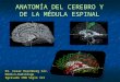 Anatomía del cerebro y médula espinal