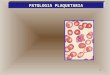 Patologia plaquetaria