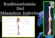 Radioanatomia de miembro inferior