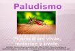 Paludismo 110329224305-phpapp01