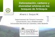 Deforestación, carbono y diversidad arbórea en los bosques de antioquia