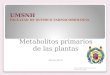 Metabolitos Primarios de las Plantas