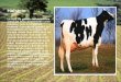 Holstein diapositivas exelentes