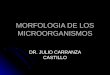 Morfologia de Los Microorganismos