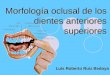 Morfología oclusal de los dientes anteriores superiores