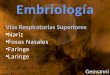 Laringe Embriología Superiores