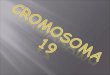 Cromosoma 19