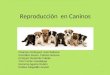 Reproduccion Caninos