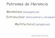 Patrones de Herencia mitocondrial