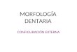 morfologia dentaria