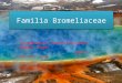 Familia Bromeliaceae (presentacion)