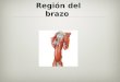 Anatomia: Region Del Brazo
