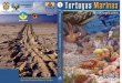Tortugas Marinas Neotropicales