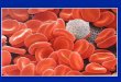 TEMA 9-1.Mètodes generals d´estudi de les eritropaties. TEMA 9-2. Anèmia microcítica