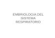 Anatomia y Embriología del Sist. Respiratorio (1)
