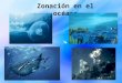 zonación oceánica