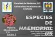Especies de Haemophilus
