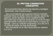 Presentacion Diapositivas Pectum Canaritum TERMINADO