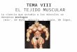 Tema Viii: El Tejido Muscular