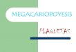 7.- Megacariopoyesis