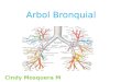 Arbol Bronquial