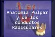 ANATOMÍA PULPAR Y DE LOS CONDUCTOS RADICULARES