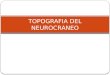 9.) Topografía del Neurocráneo - Prof. Pedro Bolívar