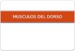 20.) Músculos del Dorso - Prof. Pedro Bolívar