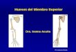 4.) Huesos del Miembro Superior - Prof. Iraima Acuña