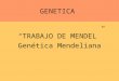 15677455 Trabajo de Mendel