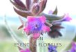 Presentacion Seminario Esencias Florales[1]