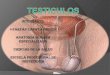 Diapositivas de Anatomia Testiculos (3)Gresly