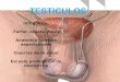 Diapositivas de Anatomia Testiculos