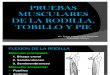 Pruebas Musculares de Rodilla, Tobillo y Pie