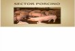 Sector Porcino