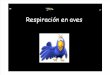 Resp Aves6