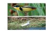 Aves en Lago Villarrica registradas por Victor Durán Rivera