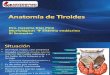 2. Anatomía de Tiroides