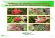 Catalogo de plantas ornamentales de Sinanche, Yucatán
